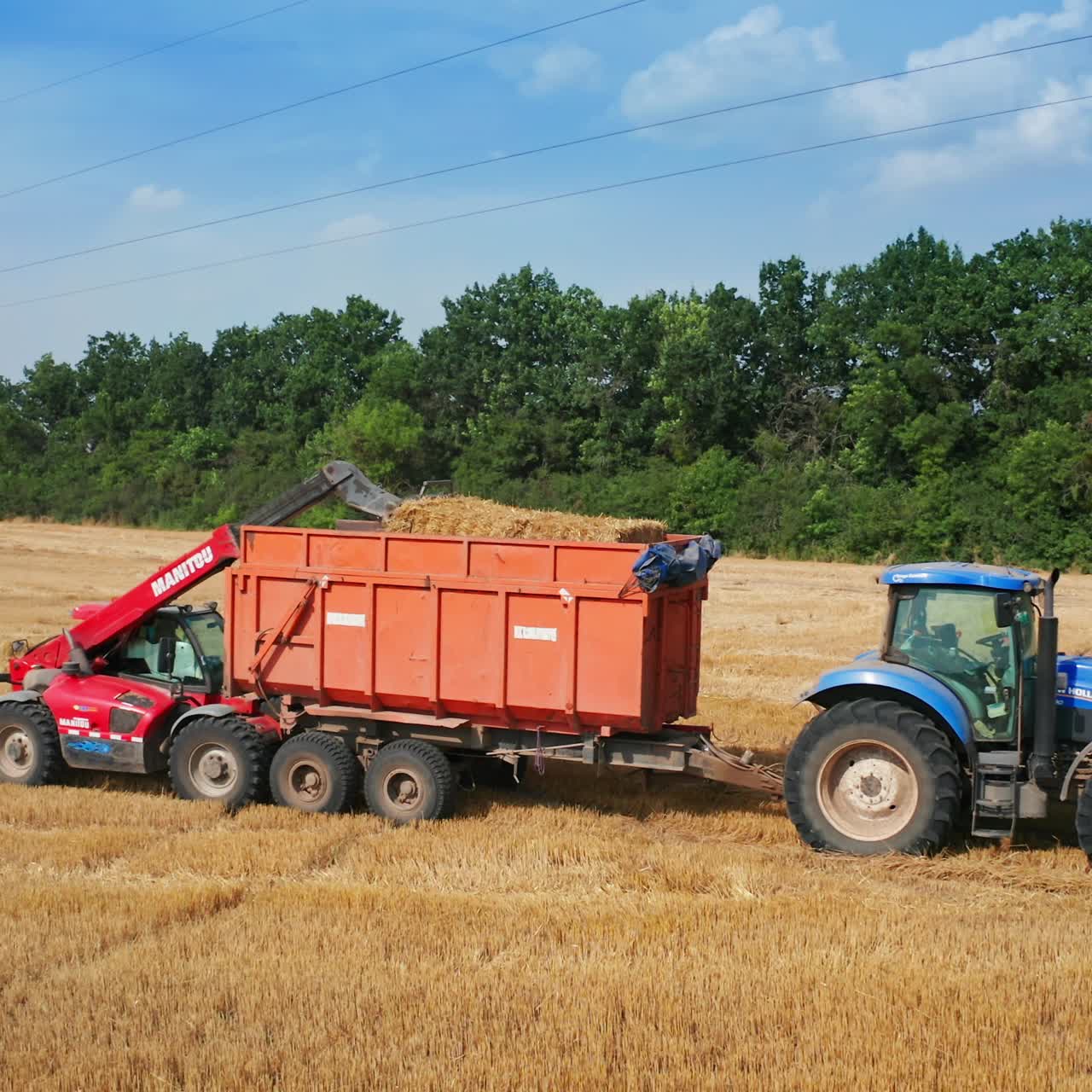 Little but powerful skid loader carries big hay bale to put it on the tractor. Process of gathering straw in the field. Green trees backdrop