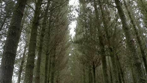 Entre-Líneas-De-Pinos-Cultivados-En-Bosques-Artificiales,-Gestión-Forestal