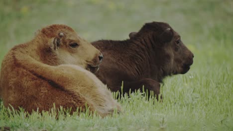 Terneros-De-Bisonte-Descansando-En-Una-Pradera