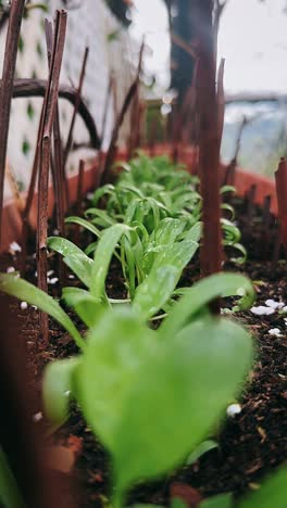 close-up of young plants in a pot