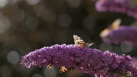 Butterfly-landing-on-pink-flower-and-flying-on-another-flower-in-sunny-day