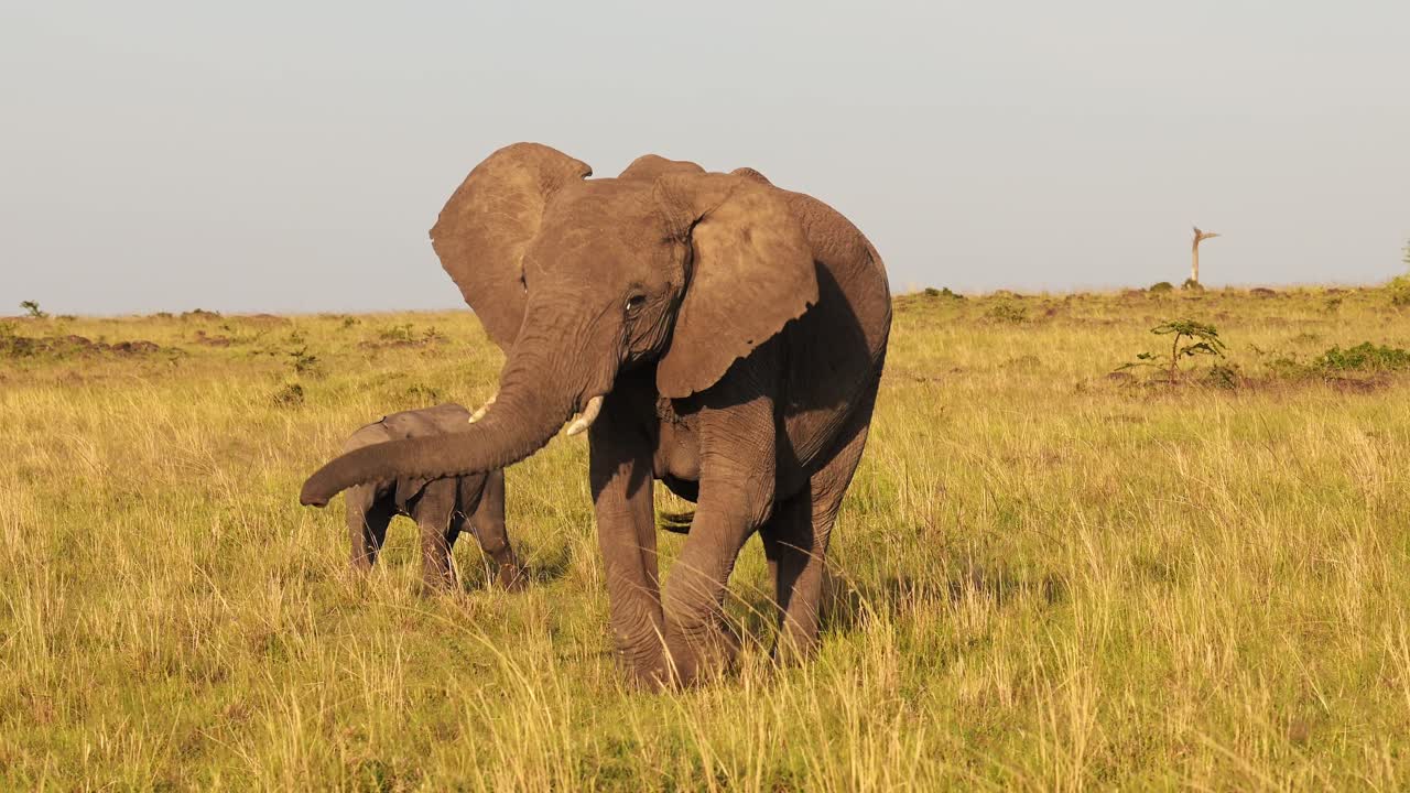 movimiento lento de un elefante bebé y una madre protectora trompetando con la trompa en el aire, animales salvajes africanos en la reserva nacional de maasai mara, áfrica, kenia, steadicam gimbal tracking shot