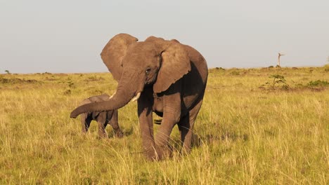 Slow-Motion-of-Baby-Elephant-and-Protective-Mother-Trumpeting-with-Trunk-in-the-Air,-African-Wildlife-Animals-in-Maasai-Mara-National-Reserve,-Africa,-Kenya,-Steadicam-Gimbal-Tracking-Shot