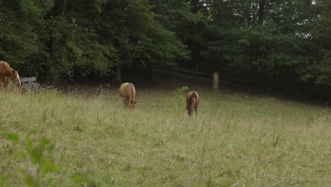 France-countryside,-hill-with-horses-eating-grass-near-Aix-les-Bains