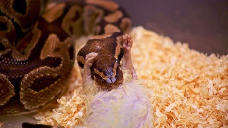 Close-up-of-python-eating-a-white-rat