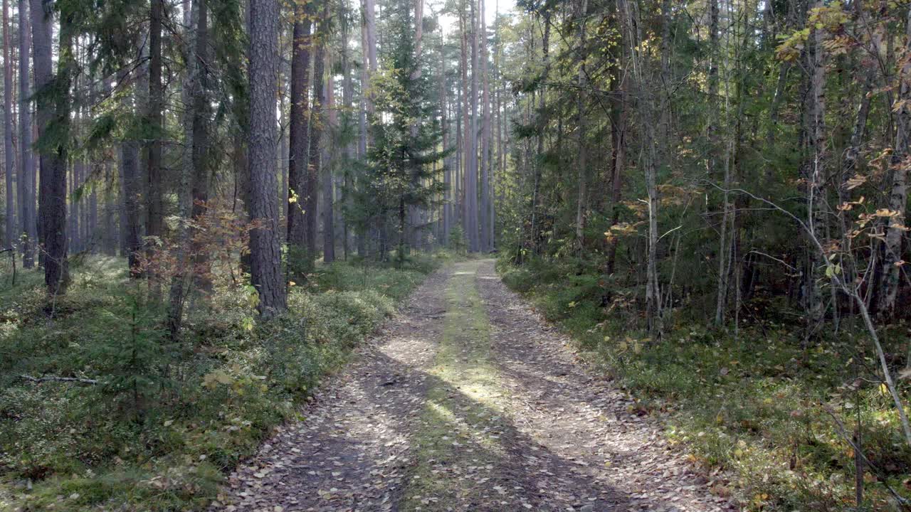 camera fly's on muddy road in forest towards, some leaves on ground. happy forest hike