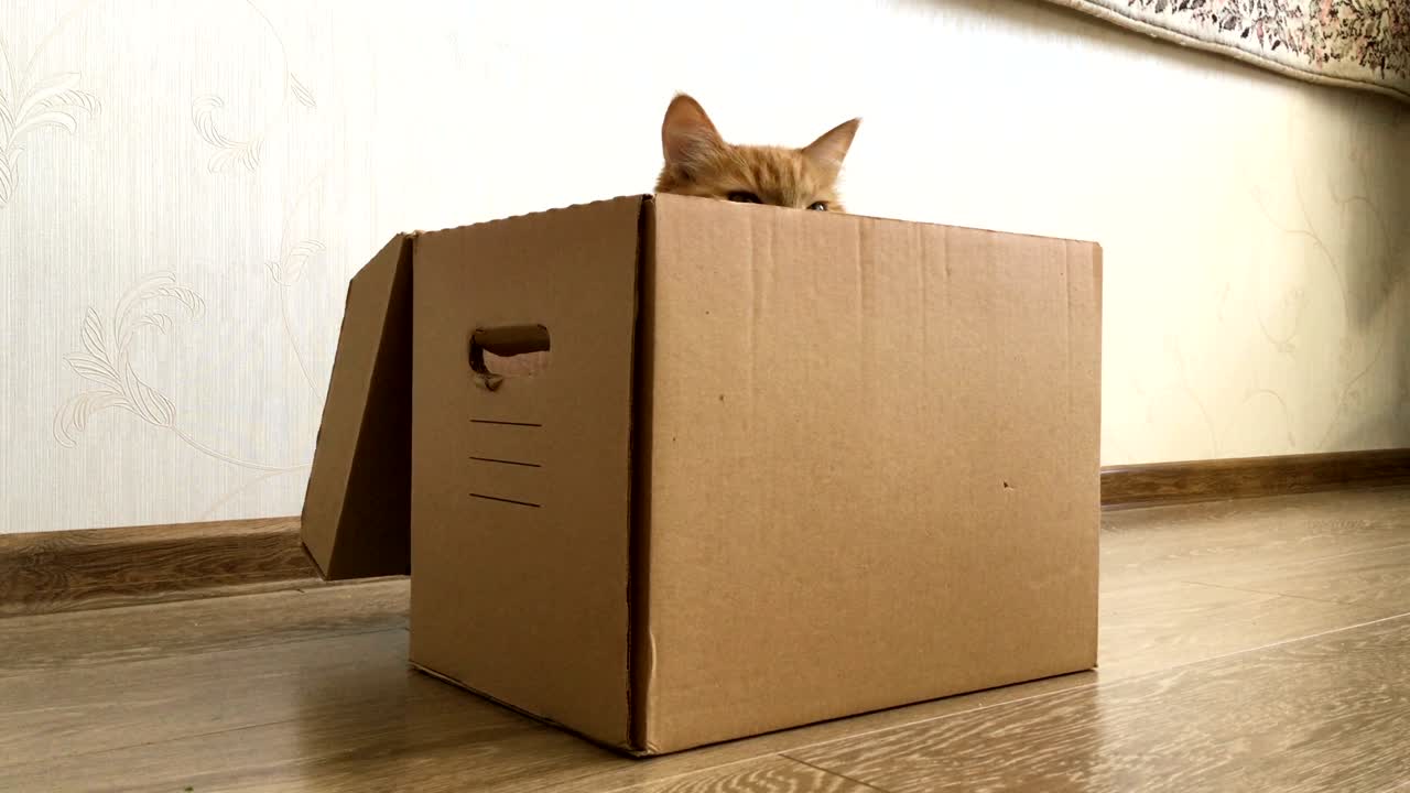Cute ginger cat sitting inside a carton box. Fluffy pet is hiding