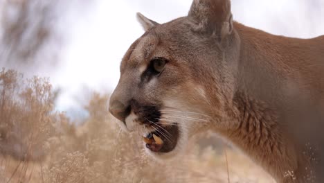 el puma lame los labios de cerca el slomo los dientes afilados