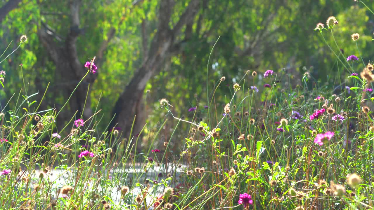 자연 햇빛이 비치는 밝고 화려한 정원에서 꿀을 마시는 모나크 나비