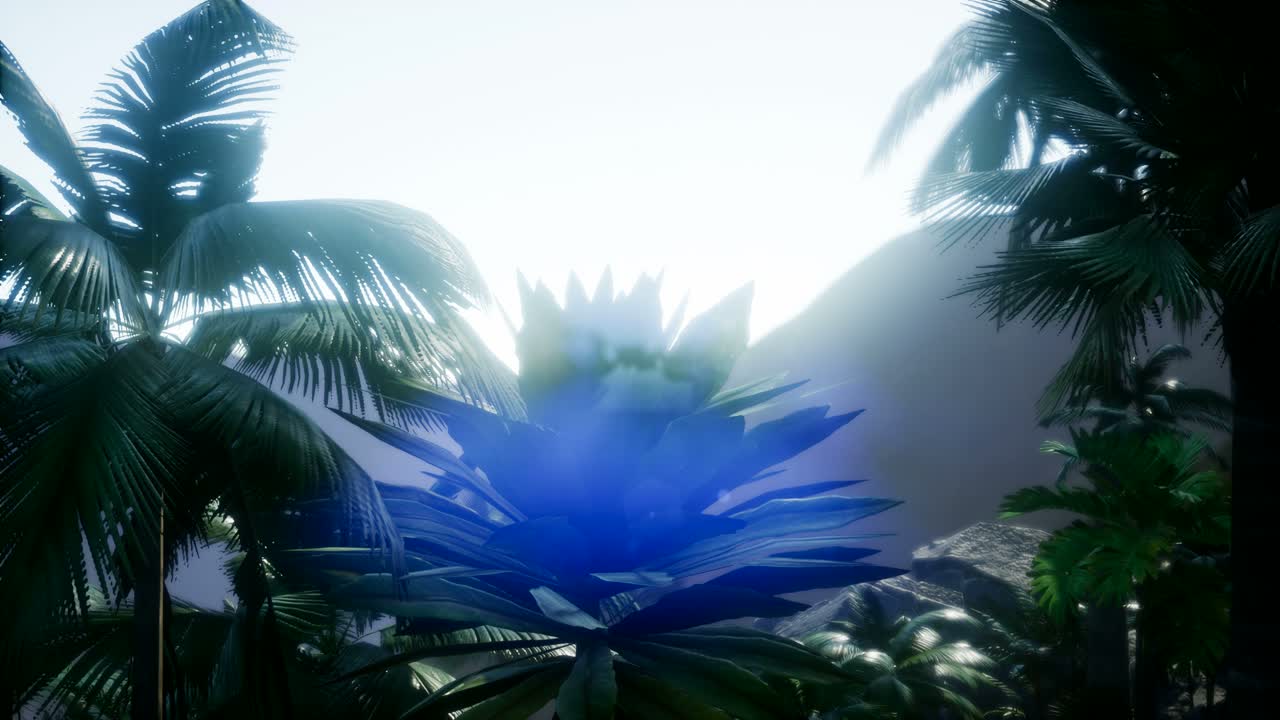 los rayos del atardecer a través de las palmeras