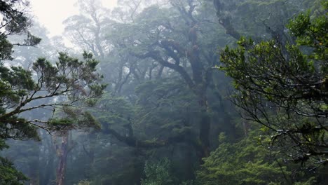 mystical forest trees in dense fog during hike at milford track in new zealand - panning shot