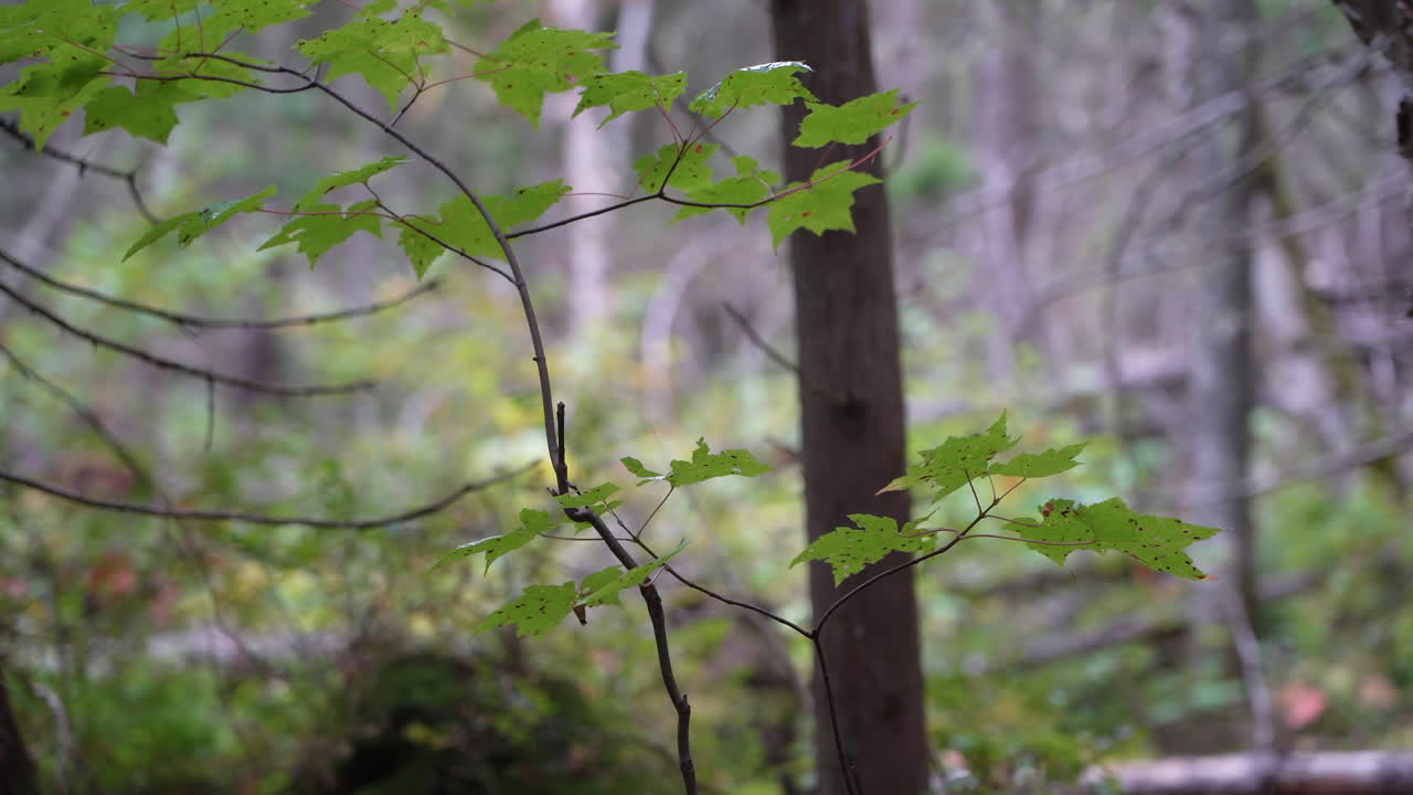 Small maple tree swaying in a gentle breeze in Mauricie, Quebec, Canada. Autumn light highlights colorful leaves and peaceful forest surroundings