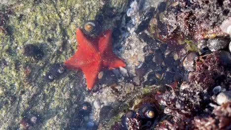 red sea star in a shallow tide pool surrounded by hermit crabs and sea snails