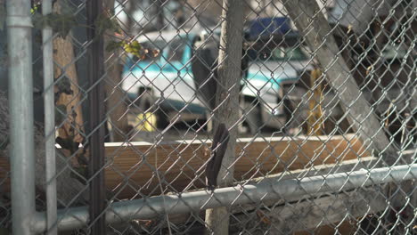 Locked-up-old-pickup-truck-behind-an-alley-fence