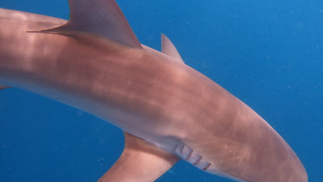 Silky-shark-glides-through-water-and-past-camera-in-open-ocean