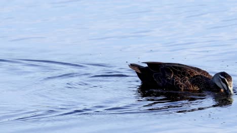a duck gracefully dives and swims, creating ripples in the clear blue water.