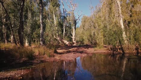 Drone-Aéreo-Volando-A-Través-Del-Oasis-Del-Desierto-Australiano-Billabong