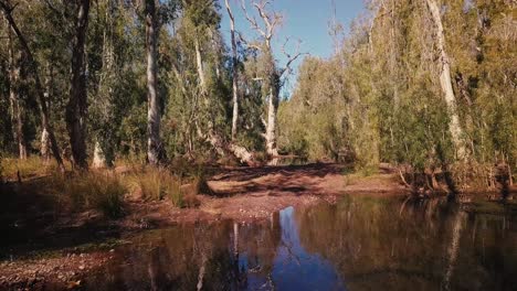 drone aéreo volando a través del oasis del desierto australiano billabong