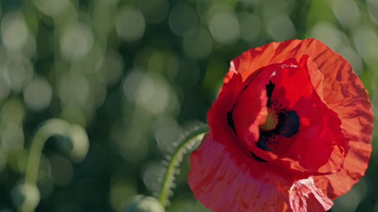 Close-up video of a vibrant red poppy flower with a blurred green background, capturing intricate