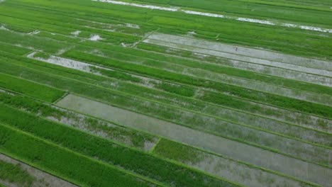 aerial shoot of vast expanse of green rice fields in indonesia