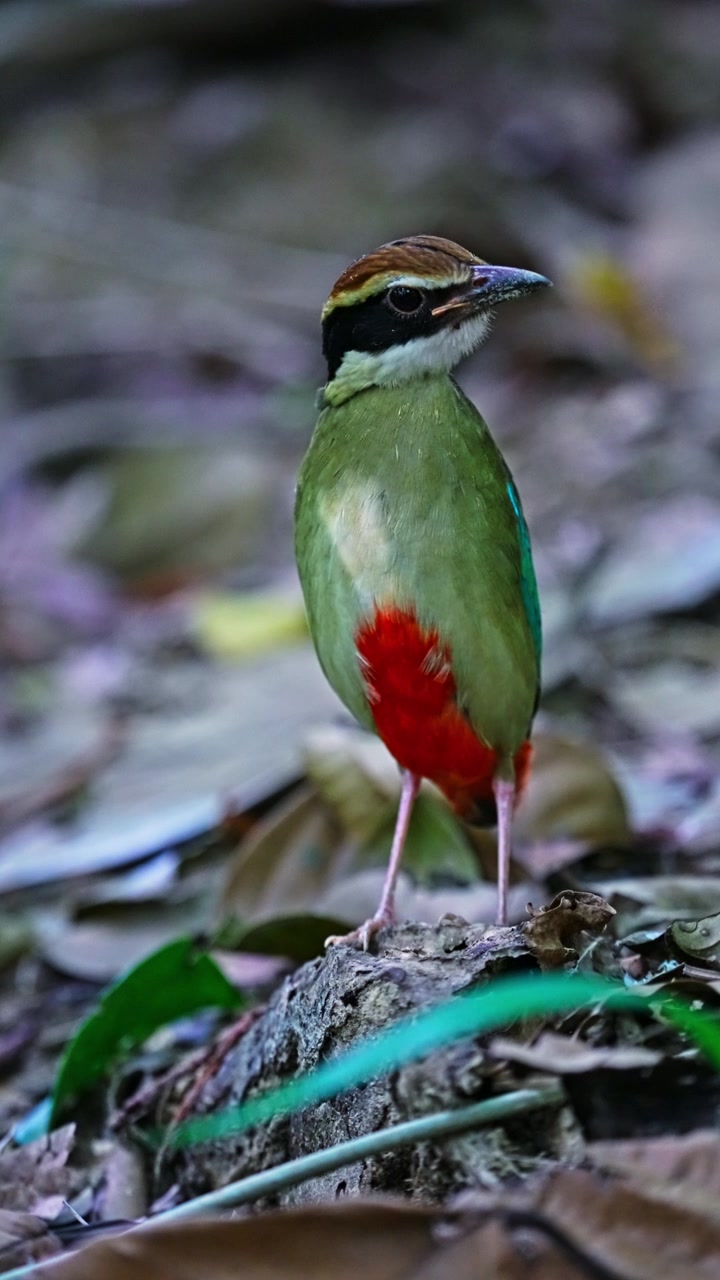 Vista verticale di un uccello Pitta delle fate (Pitta nympha) con piumaggio dai colori vivaci. Primo piano.