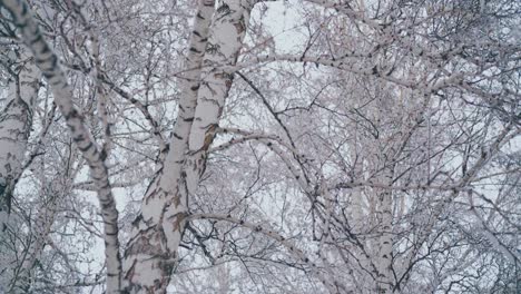 birch grove with branches covered with snow after snowfall