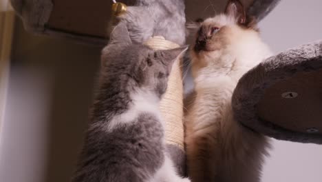 ragdoll plateado y blanco dos gatos jugando en el árbol del gato