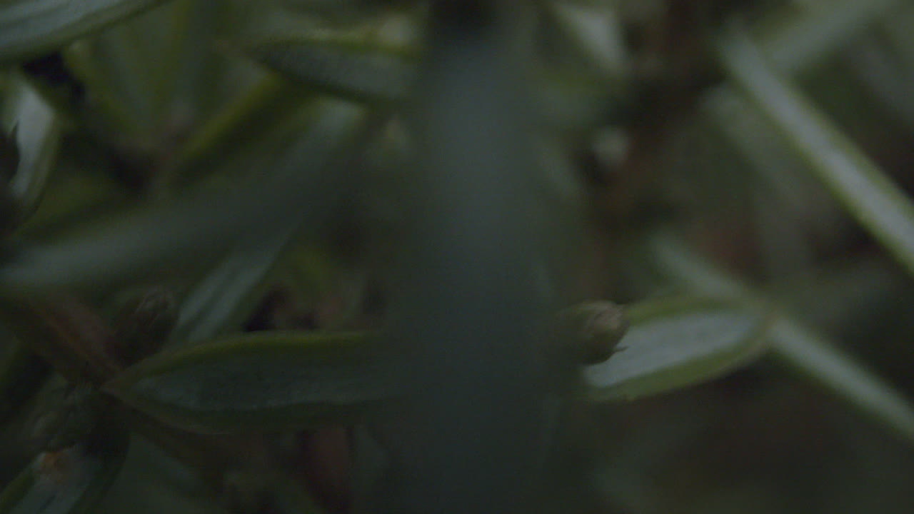 toma pov de un insecto