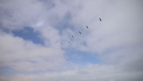 flamencos volando en formación en v en un cielo parcialmente nublado
