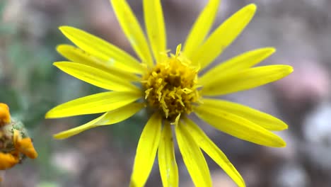 un primer plano macro de una flor de margarita amarilla