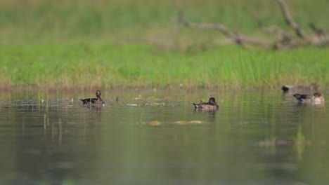 Patos-Copetudos-Nadando-En-El-Lado-Del-Lago