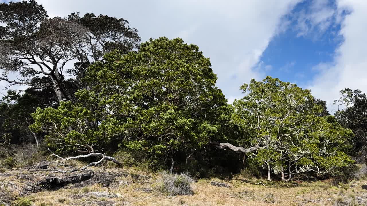 Árboles nativos crecen en suelo rocoso volcánico a lo largo del sendero Puʻu ʻŌʻō, Hawái
