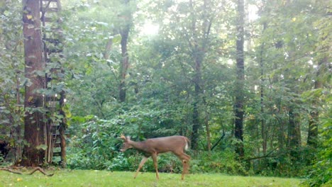 Young-Whitetail-Deer-buck-with-small-antlers-causally-walking-under-a-hunters-stand-in-a-clearing-in-the-woods-in-late-summer-in-upper-Midwest