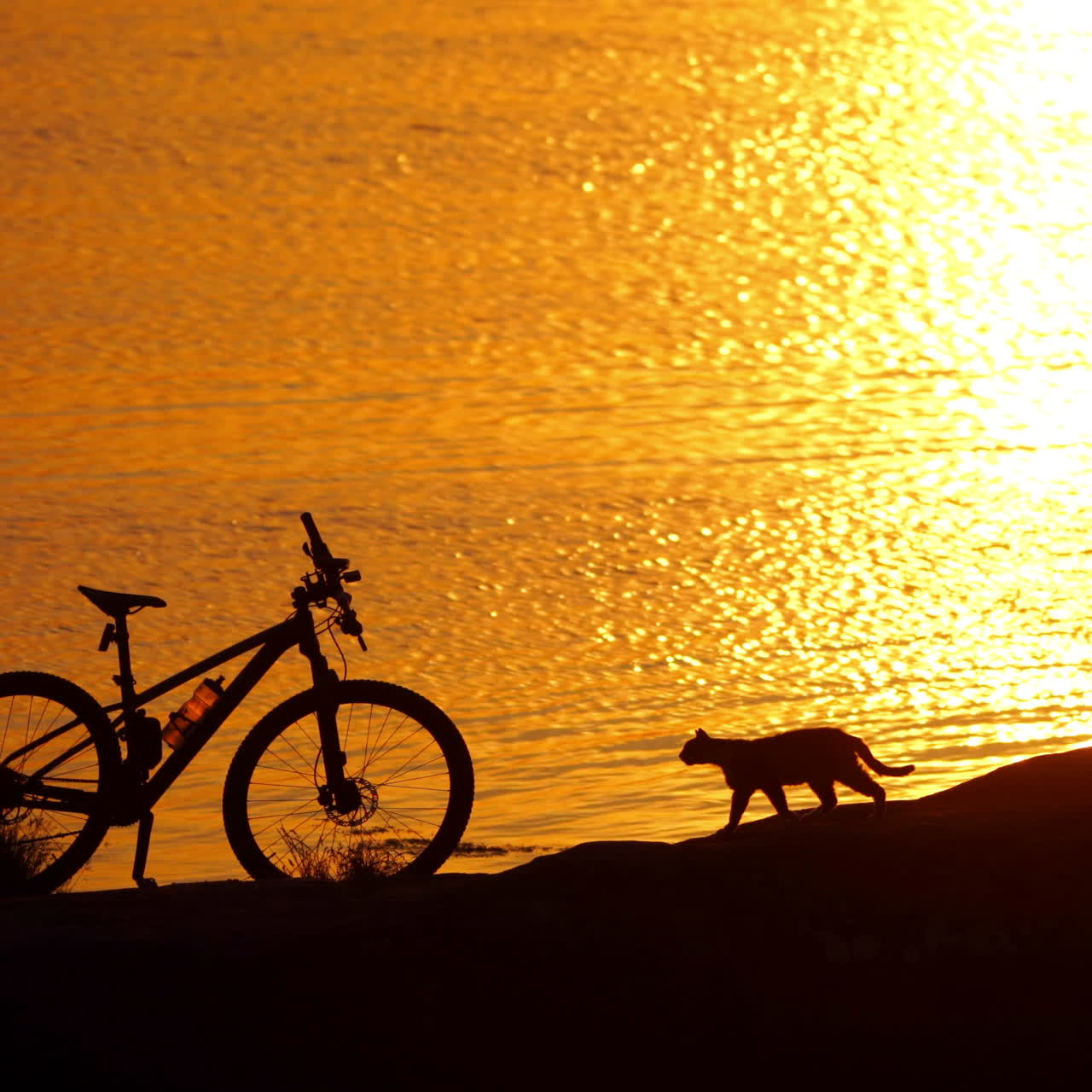 Bike and three cats near the river at sunset. Cats running near the sports bike on orange water background in the evening.