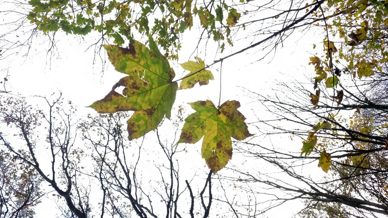 las últimas hojas del árbol sicómoro se aferran a las ramas en un viento otoñal en los bosques de warwickshire, reino unido