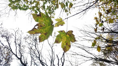 The-last-of-the-Sycamore-tree-leaves-cling-on-to-the-branches-in-an-autumn-wind-in-woodland-in-Warwickshire,-UK