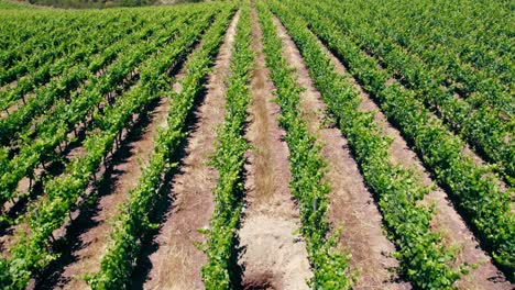 Aerial-view-establishing-tilt-up-of-the-Leyda-Valley-in-the-Syrah-section,-wine-region-of-Chile