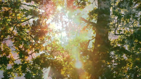sunlight filtering through lush tree leaves creating colorful animation lens flare