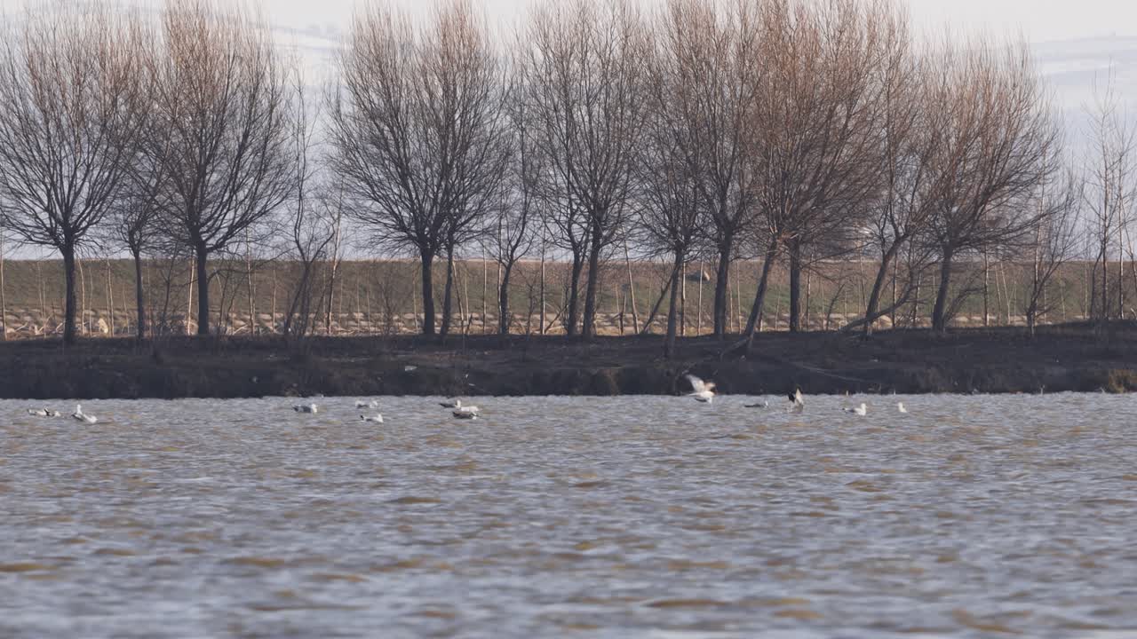 유럽의 다뉴브 강의 물결 모양의 물에서 낮은 비행 중앙 다이빙 갈매기