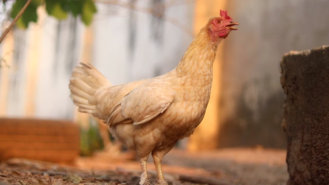 Close up of small buff coloured chicken on a poultry farm