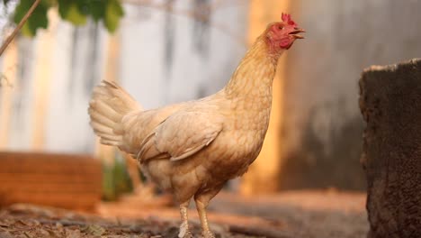 close up of small buff coloured chicken on a poultry farm