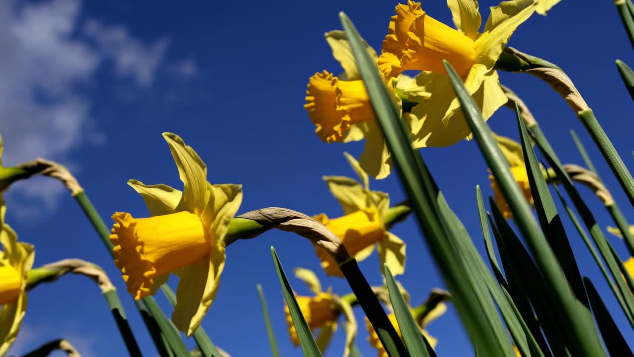 Low-angle video shot of vibrant yellow daffodils against a clear blue sky, capturing the essence