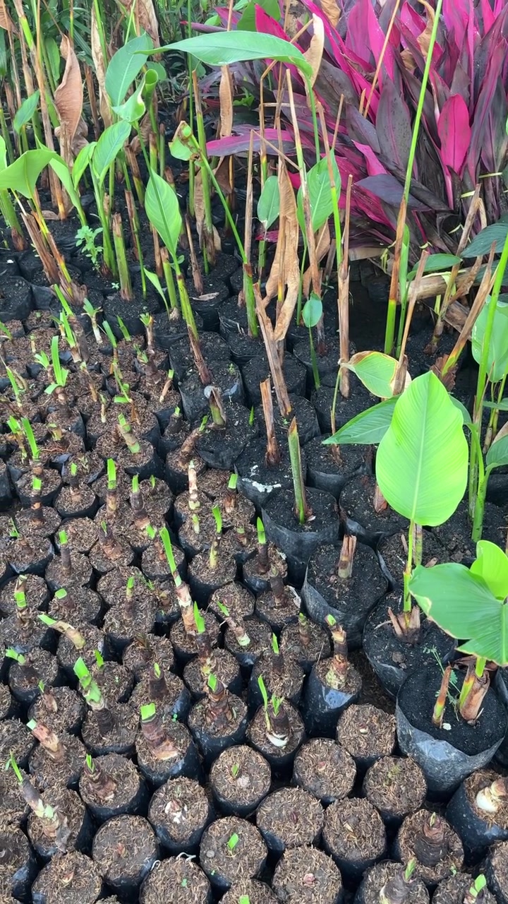 Rader med växande småplantor i en plantskola