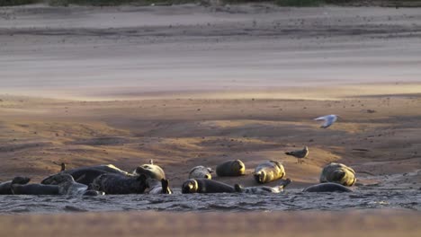 slowmotion shot of a group of seals resting on the beach with one breaching the surface