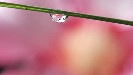 Tautropfen-Unter-Gras-Werden-Von-Wassertröpfchen-Auf-Rosafarbenem-Blumenhintergrund-Getroffen