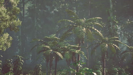 bosque de selva de niebla con vegetación exuberante