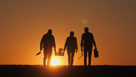 farmers planting trees at sunset