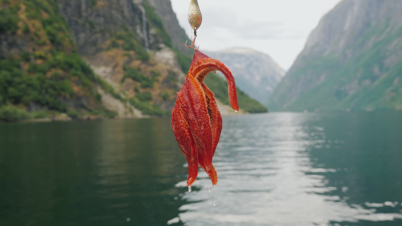 노르웨이 4k 비디오에서 피요르드를 배경으로 한 불가사리가 갈고리에 매달려 있다