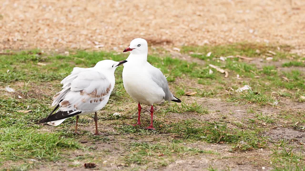 Two red-billed gulls engage in social interaction on grassy terrain under natural daylight near Apollo Bay, Australia