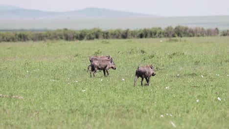 Grupo-De-Sonda-De-Jabalí-Caminando-Con-Crías-Jóvenes-En-Las-Llanuras-De-Kenia-áfrica,-Tiro-De-Seguimiento-Panorámico-A-La-Derecha